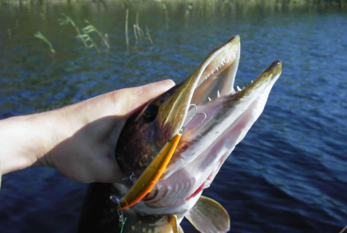 Тур№2 (ближняя рыбалка на Онежском озере), 1 день